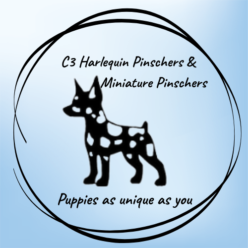 C3 Harlequin Pinschers & Miniature Pinschers