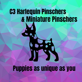 C3 Harlequin Pinschers & Miniature Pinschers